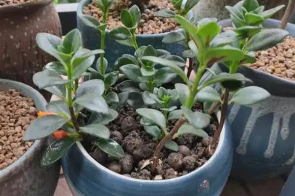 金鱼吊兰的摘心打顶时间，适合在每年春夏季节进行