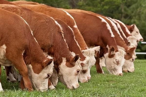 广西三大黄牛介绍，是指南丹黄牛、隆林黄牛、涠洲黄牛