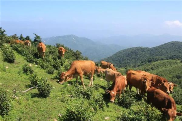广西三大黄牛介绍，是指南丹黄牛、隆林黄牛、涠洲黄牛