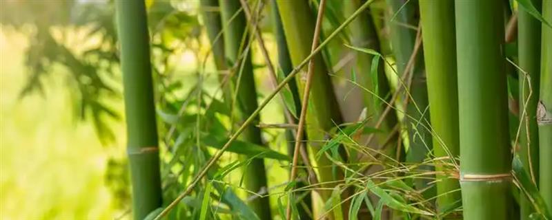 提高竹子成活率的方法，种植后要浇透定根水