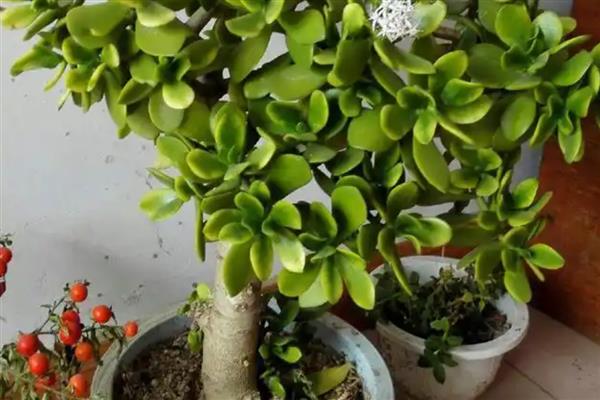 燕子掌不开花如何解决，提供充足的光照有利于花芽分化
