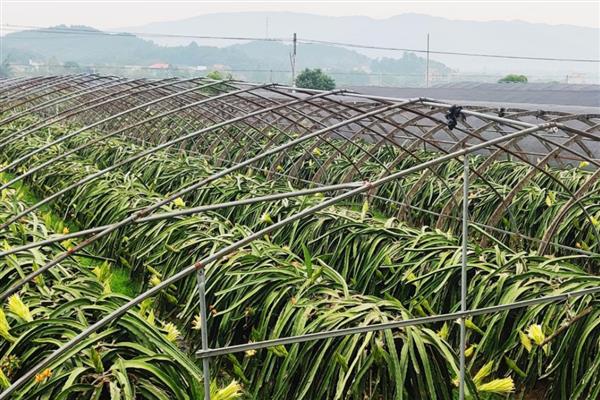 火龙果有什么品种特性，茎蔓呈三角状且主茎上面有多条分枝