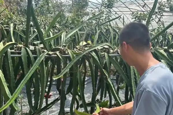 火龙果有什么品种特性，茎蔓呈三角状且主茎上面有多条分枝