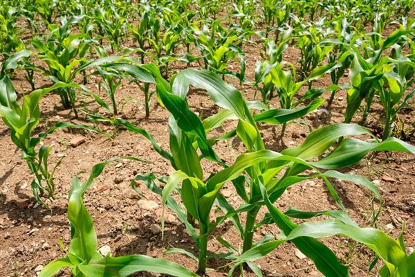 玉米怎么种植，可以在每年的春秋季节进行