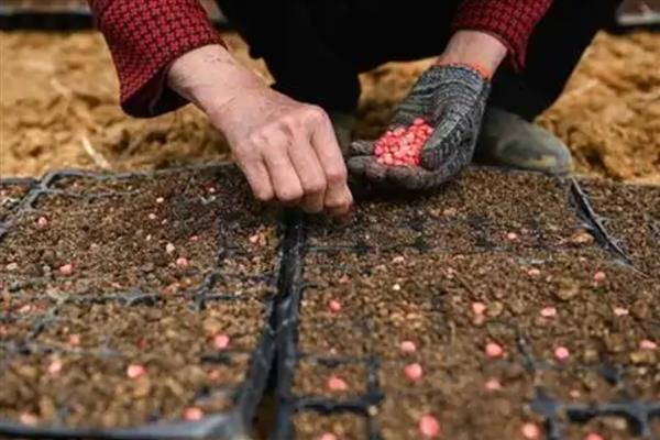 玉米怎么种植，可以在每年的春秋季节进行