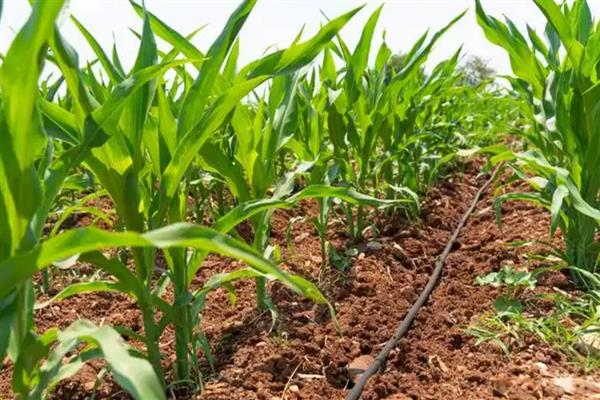 玉米怎么种植，可以在每年的春秋季节进行