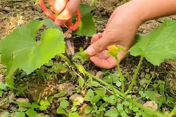 种植黑皮冬瓜的要点，搭架栽培每亩地种植700-800株左右