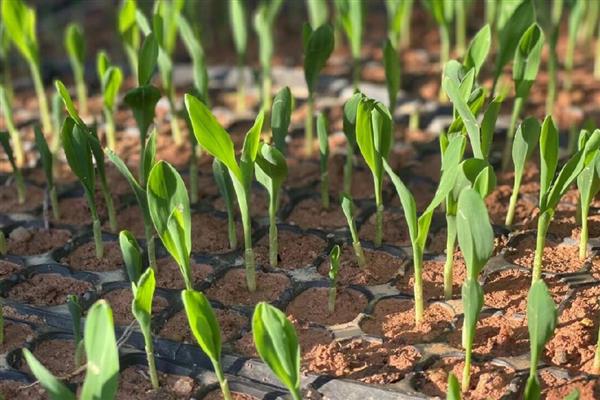 玉米怎么种植，可以在每年的春秋季节进行