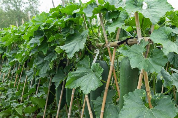 种植黑皮冬瓜的要点，搭架栽培每亩地种植700-800株左右