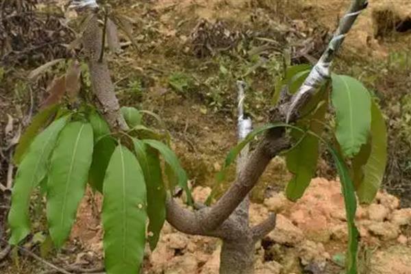 芒果树结果所需时间，种植3-7年才能挂果