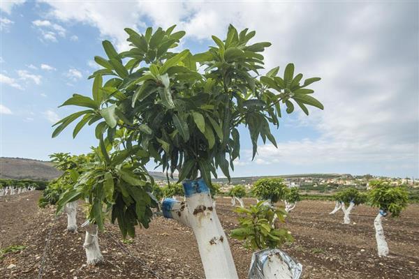 芒果树结果所需时间，种植3-7年才能挂果