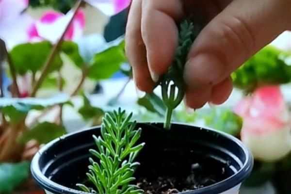 薰衣草的播种时间，3-5月份、9-10月份均可种植