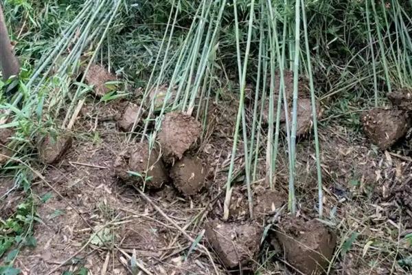 提高竹子成活率的方法，种植后要浇透定根水