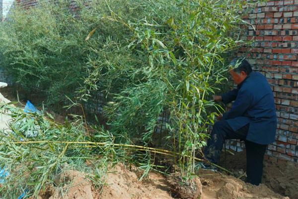 提高竹子成活率的方法，种植后要浇透定根水