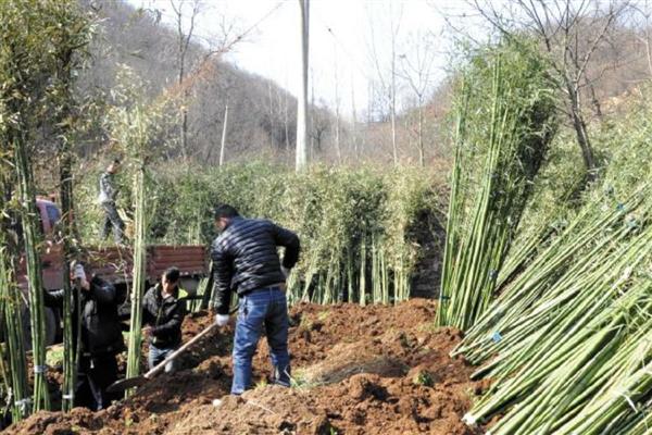 提高竹子成活率的方法，种植后要浇透定根水