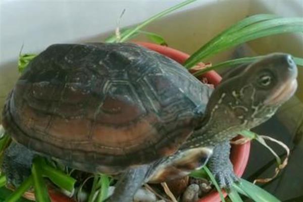 怎么分辨公母中华花龟，雌龟尾巴细短、雄龟尾巴粗长