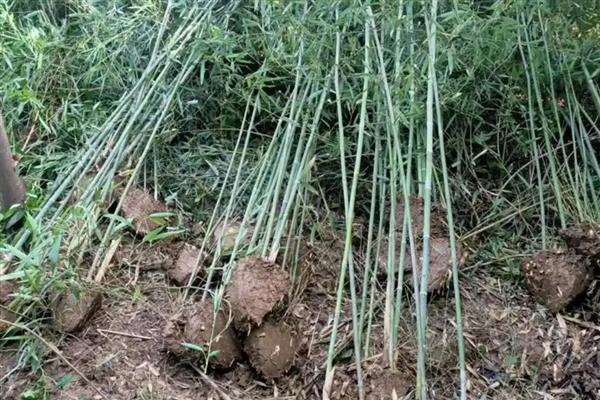 竹子的栽种方法，平时要养在有散光的地方