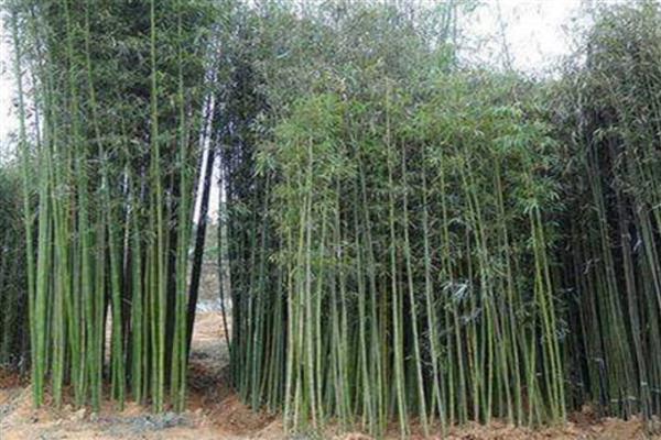 竹子的栽种方法，平时要养在有散光的地方
