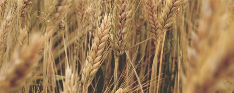 农作物分类，主要分为谷类、薯类、食用豆类等5个大类