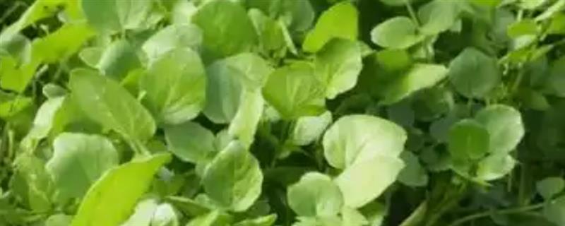 豆瓣菜的生长习性，生长适温15-25℃