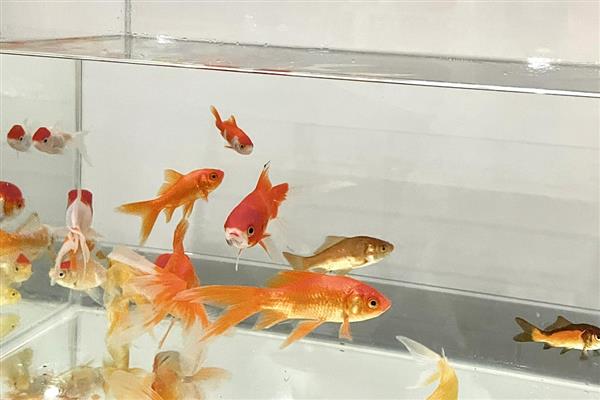 鱼有没有舌头，大多数品种都具备