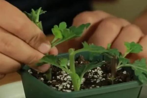 怎么种硫华菊，可以采用播种法、扦插法等