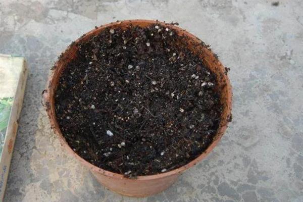 怎么种硫华菊，可以采用播种法、扦插法等