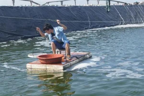 对虾怎么养殖，通过减少投喂等方式调节水质