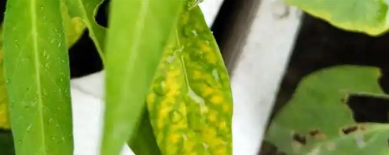 空心菜的叶子为什么发黄，大多是缺水缺肥、环境不适、感染病虫害导致