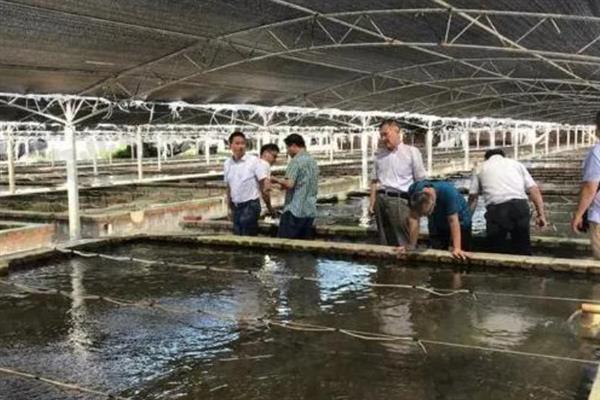 对虾怎么养殖，通过减少投喂等方式调节水质