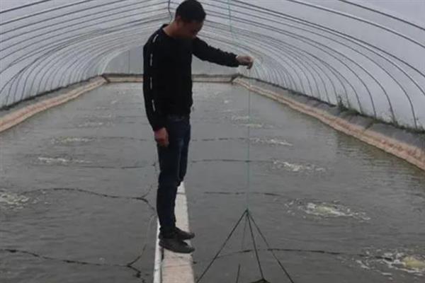 对虾怎么养殖，通过减少投喂等方式调节水质