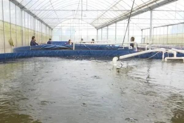 对虾怎么养殖，通过减少投喂等方式调节水质