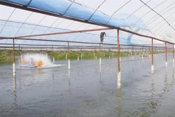 对虾怎么养殖，通过减少投喂等方式调节水质