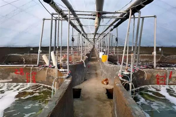 对虾怎么养殖，通过减少投喂等方式调节水质