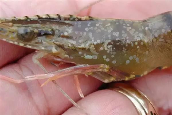 对虾怎么养殖，通过减少投喂等方式调节水质