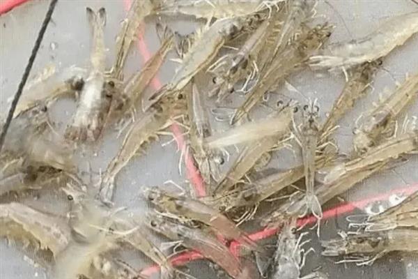 对虾怎么养殖，通过减少投喂等方式调节水质