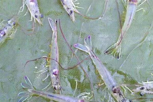 对虾怎么养殖，通过减少投喂等方式调节水质