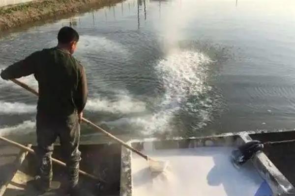 对虾怎么养殖，通过减少投喂等方式调节水质