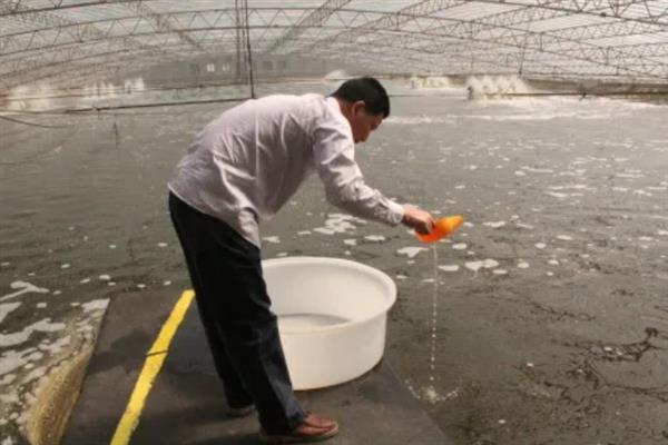 对虾怎么养殖，通过减少投喂等方式调节水质