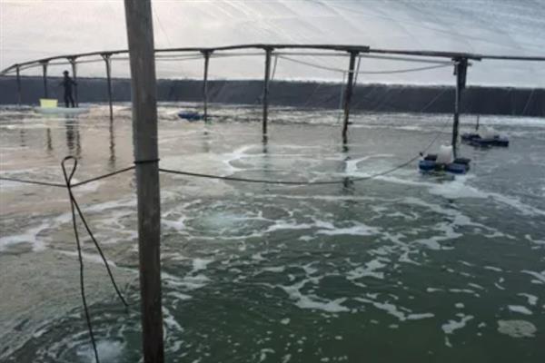 对虾怎么养殖，通过减少投喂等方式调节水质