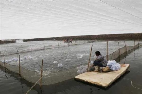 对虾怎么养殖，通过减少投喂等方式调节水质