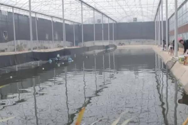 对虾怎么养殖，通过减少投喂等方式调节水质