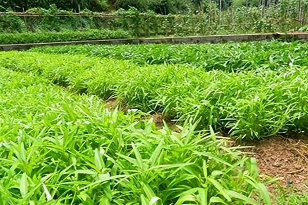 空心菜的叶子为什么发黄，大多是缺水缺肥、环境不适、感染病虫害导致