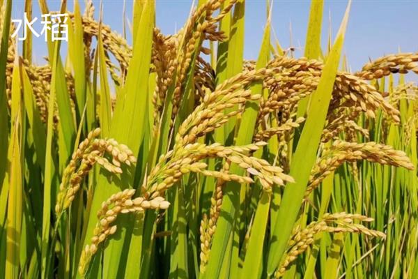 农作物分类，主要分为谷类、薯类、食用豆类等5个大类