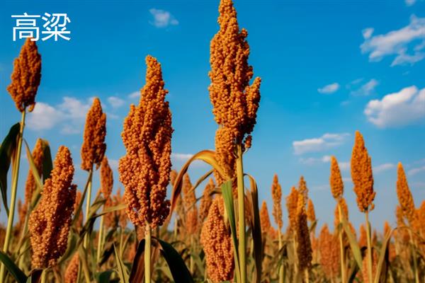 农作物分类，主要分为谷类、薯类、食用豆类等5个大类