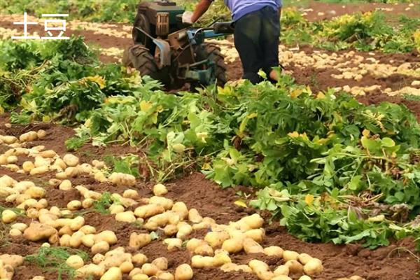 农作物分类，主要分为谷类、薯类、食用豆类等5个大类