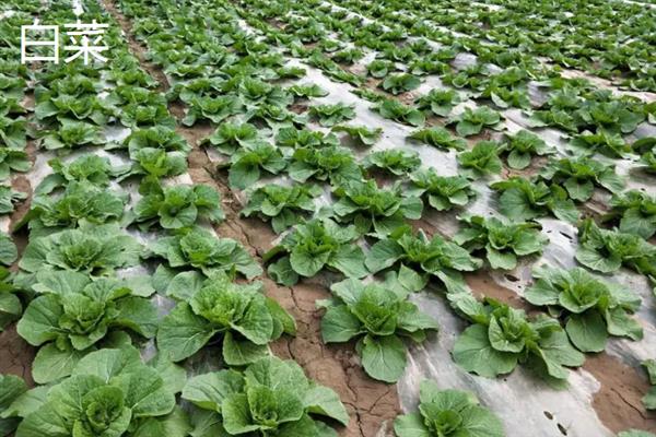 农作物分类，主要分为谷类、薯类、食用豆类等5个大类