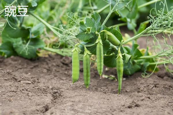 农作物分类，主要分为谷类、薯类、食用豆类等5个大类
