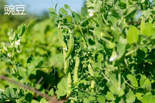 农作物分类，主要分为谷类、薯类、食用豆类等5个大类