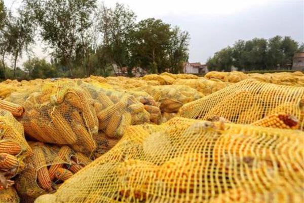 玉米的储存方法，可以将松枝插入玉米堆中